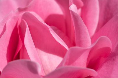 Full frame shot of pink rose flower