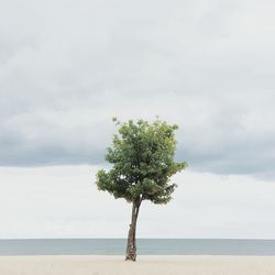 Tree at beach against sea and sky