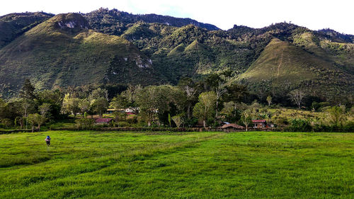 Scenic view of field and trees against sky