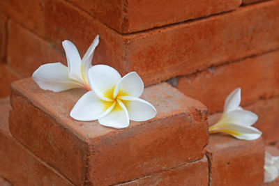 Close-up of white flower against wall