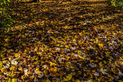 High angle view of maple leaves on plant during autumn