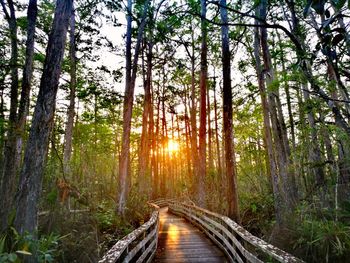 Walkway amidst trees in forest against sky