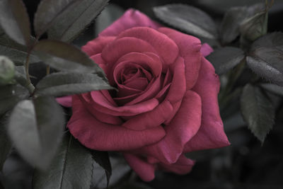 Close-up of rose bouquet