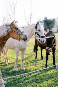 Horses on field