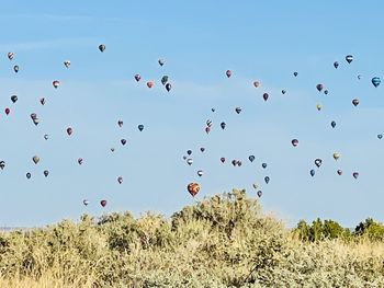 Flock of hot air balloons flying in sky