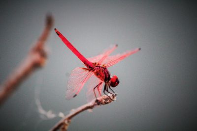 Close-up of insect