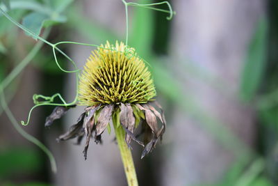 Close-up of wilted flower