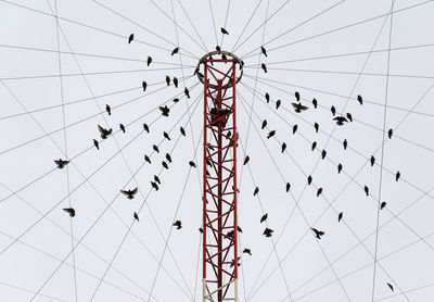 Low angle view of birds perching on chain swing ride against sky