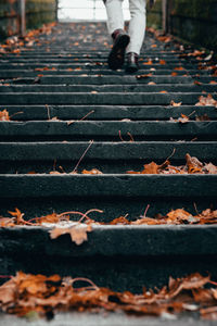 Low section of person walking on staircase and leaves