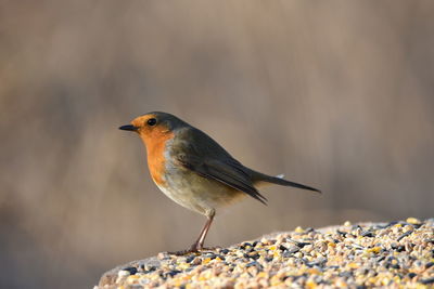 Close-up of robin perching on rock