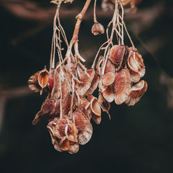 Close-up of dried seeds hanging on plant