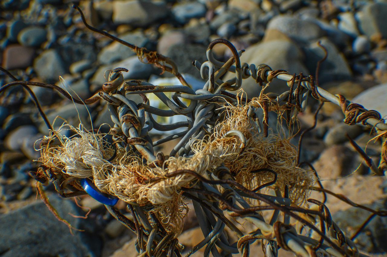 animal themes, animals in the wild, wildlife, sand, high angle view, nature, one animal, bird, sunlight, day, beach, outdoors, no people, field, close-up, dry, ground, zoology, beauty in nature