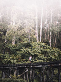 Man standing by trees in forest