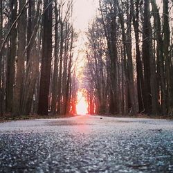 Road passing through forest