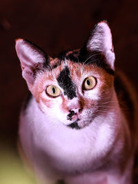 Close-up portrait of cat