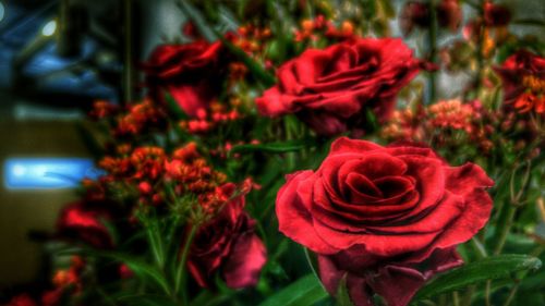 Close-up of red rose