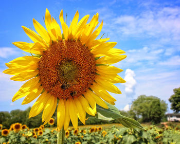 Close-up of yellow sunflower on field against sky