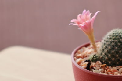 Close-up of succulent plant in pot