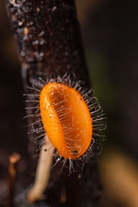 Close-up of orange fruit on tree