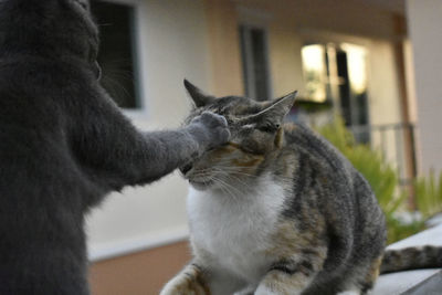 Close-up of a cat looking away at home