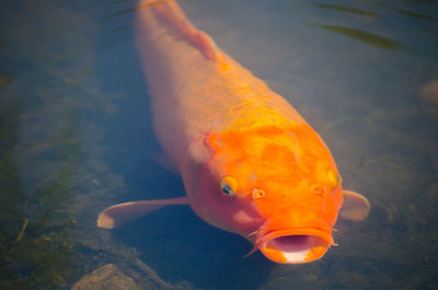 Close-up of fish swimming underwater