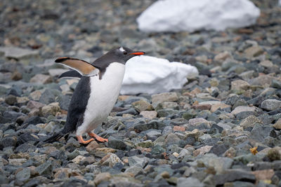 Gentoo penguin stands on shingle in sunshine