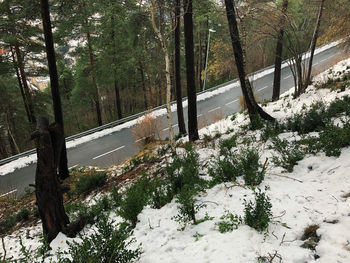 Trees in forest during winter