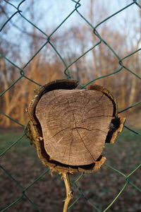 Close-up of dry leaf on chainlink fence