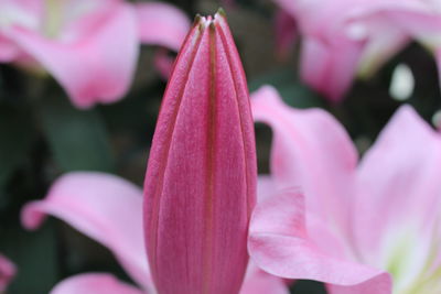 Close-up of pink rose flower