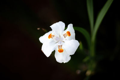 Close-up of white rose flower