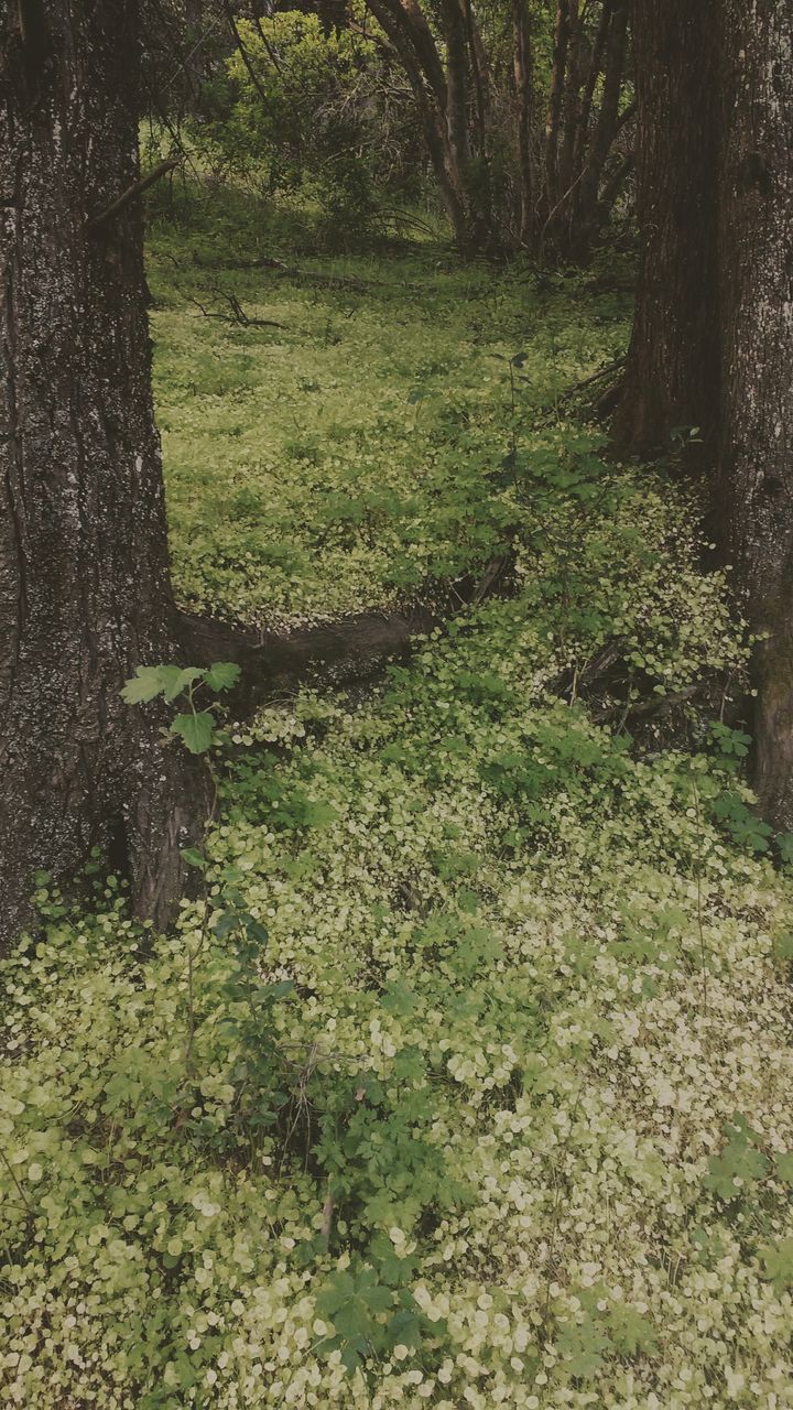 tree, nature, growth, beauty in nature, green color, sunlight, no people, tranquility, grass, outdoors, scenics, tranquil scene, day, backgrounds