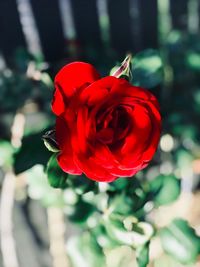 Close-up of red rose