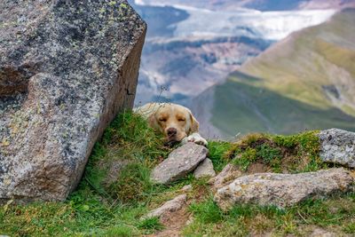 Dog relaxing on rock