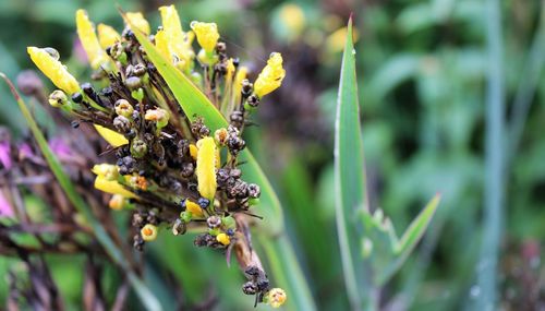 Close-up of yellow flowering plant