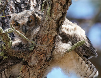 Close-up of a tree trunk