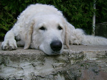 Close-up portrait of a dog