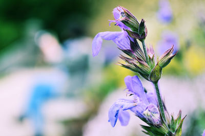 Close-up of purple flowers blooming in garden