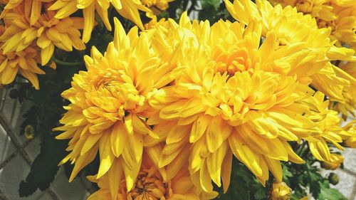 Close-up of yellow flowers blooming outdoors
