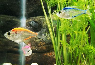 Close-up of fish swimming in water