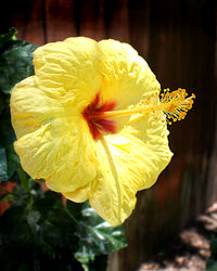 Close-up of yellow hibiscus blooming outdoors