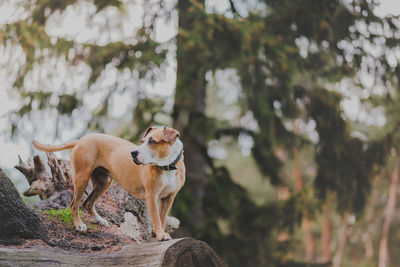 View of a dog against plants