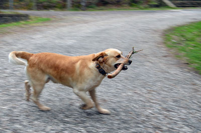 Dog running on road