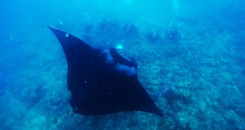 Close-up of turtle swimming in sea