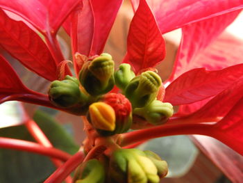 Close-up of red flowering plant