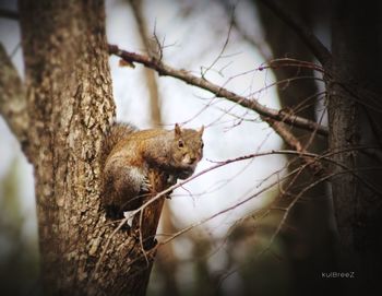 Squirrel on tree trunk