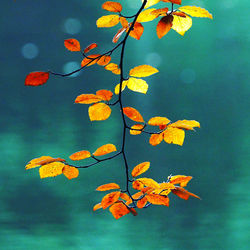 Close-up of autumn tree against sky