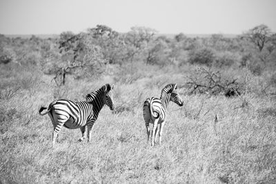 View of zebra on field