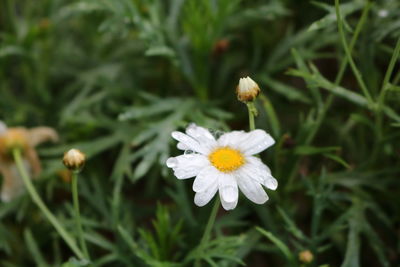 Close-up of white flowering plants on field