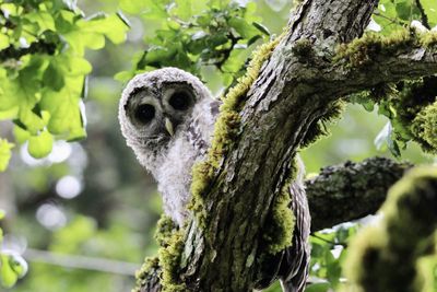 Close-up of owl on tree