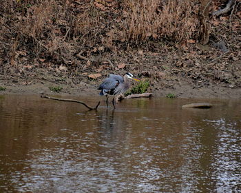 High angle view of gray heron on water